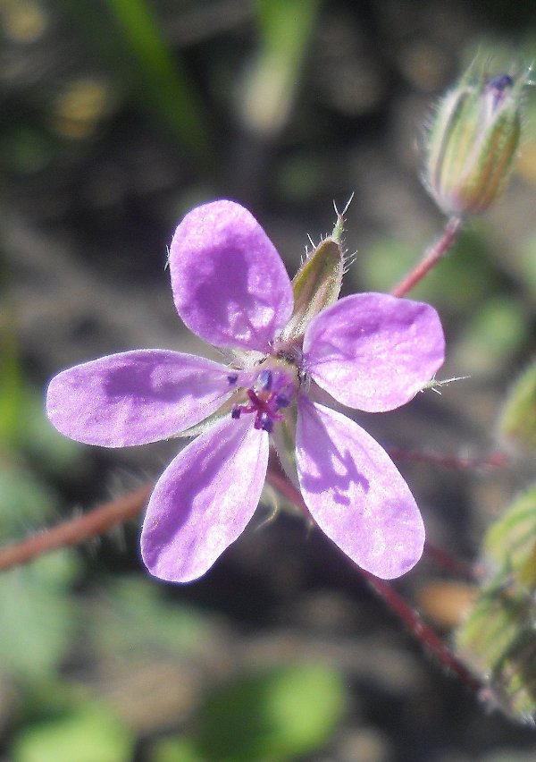 Image of Erodium cicutarium specimen.