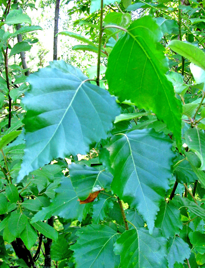 Image of Betula pendula specimen.