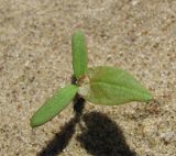 Fallopia convolvulus