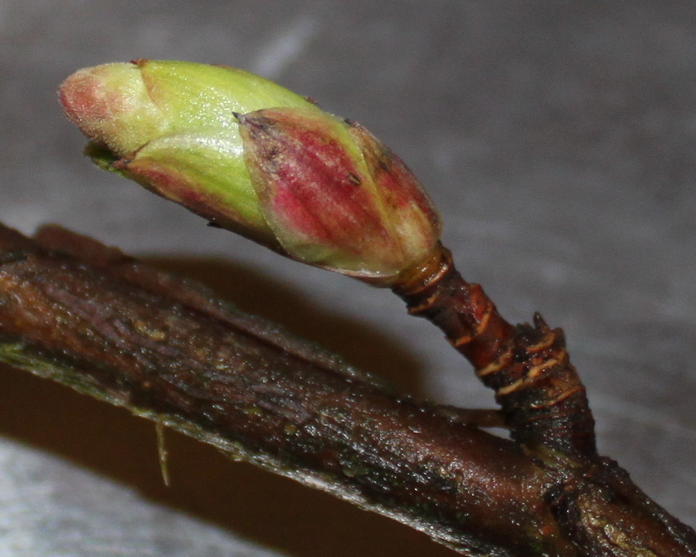 Image of Ribes sanguineum specimen.