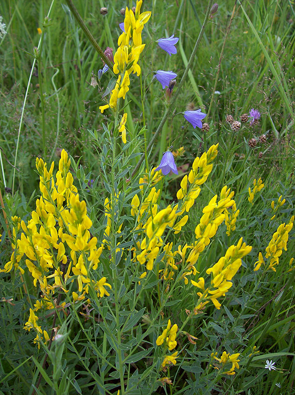 Image of Genista tinctoria specimen.