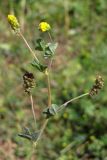 Medicago lupulina