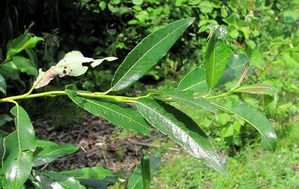 Image of Salix phylicifolia specimen.