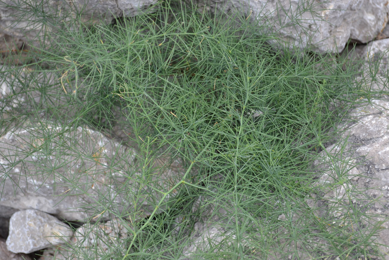 Image of Asparagus verticillatus specimen.