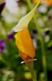 Eschscholzia californica. Раскрывающийся бутон. Германия, г. Кемпен, на балконе. 24.07.2012.18:46.