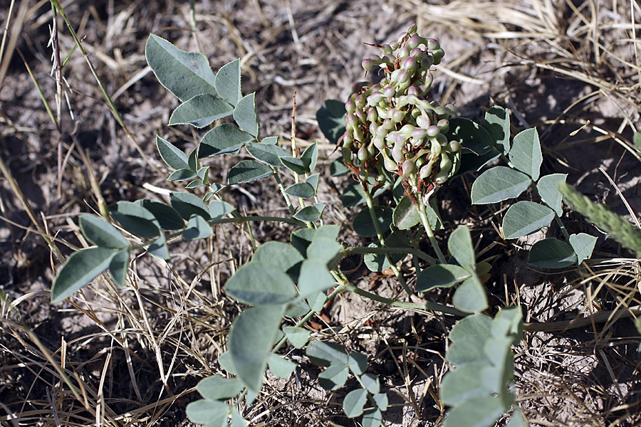 Image of Glycyrrhiza aspera specimen.