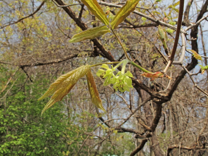 Изображение особи Acer griseum.