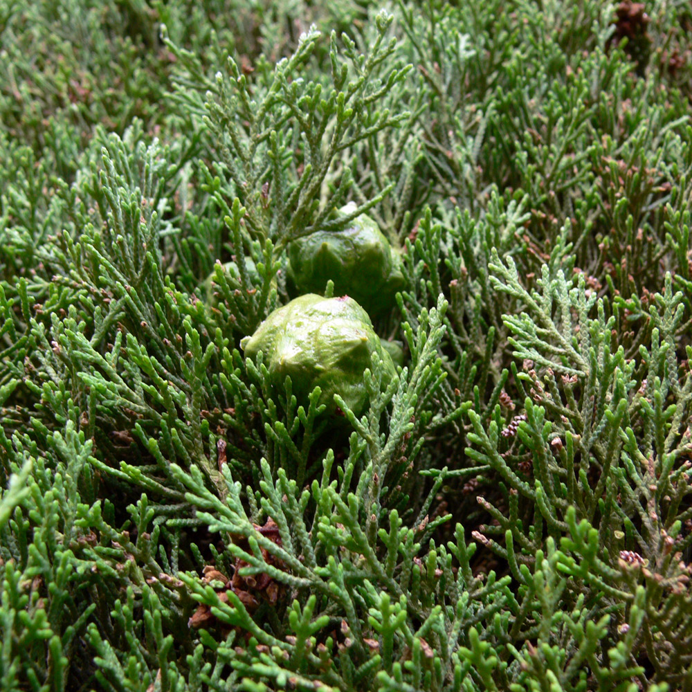 Image of genus Cupressus specimen.