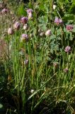 Allium schoenoprasoides