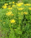 Doronicum macrophyllum