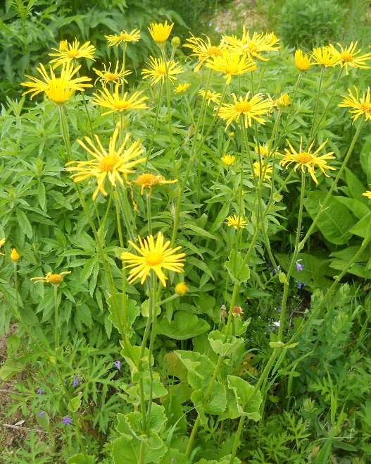 Изображение особи Doronicum macrophyllum.