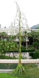Furcraea longaeva. Цветущее растение. Монако, Монте-Карло, сад напротив Оперы Монте-Карло. 19.06.2012.
