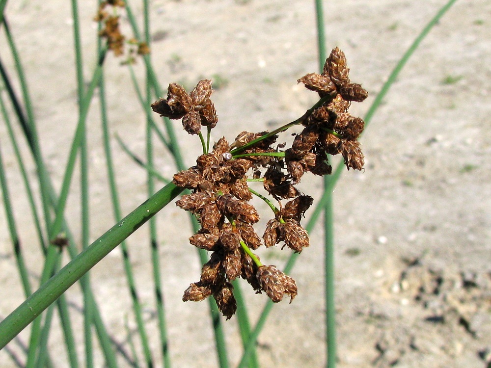 Image of Schoenoplectus tabernaemontani specimen.