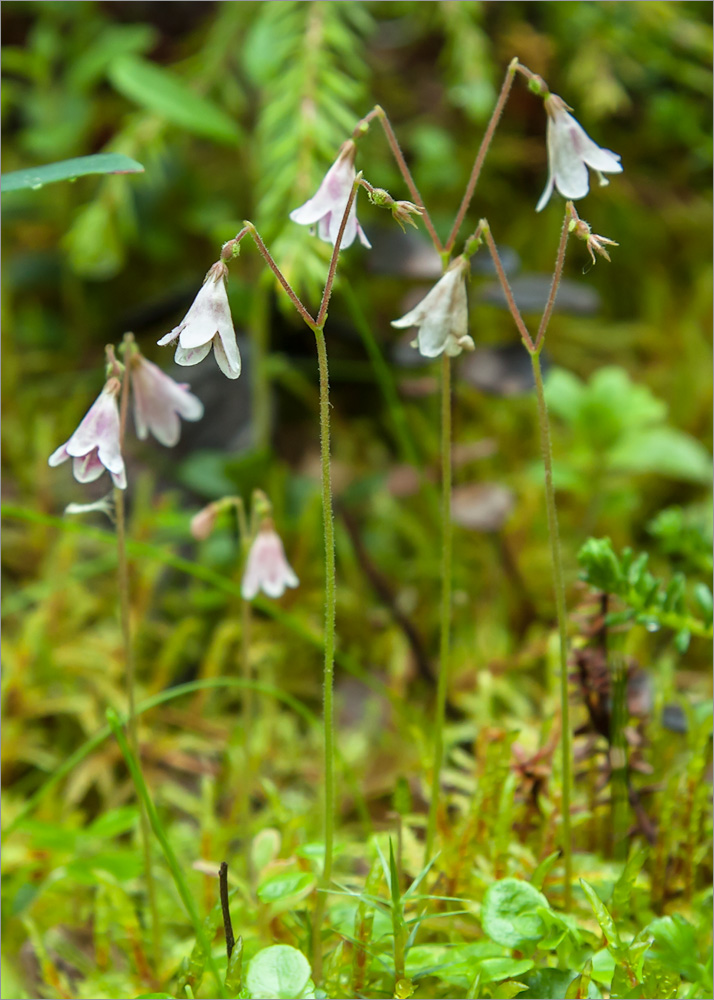 Image of Linnaea borealis specimen.