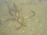 Смотреть изображение Potamogeton malaianus