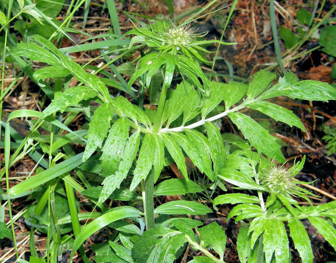 Image of Valeriana alternifolia specimen.