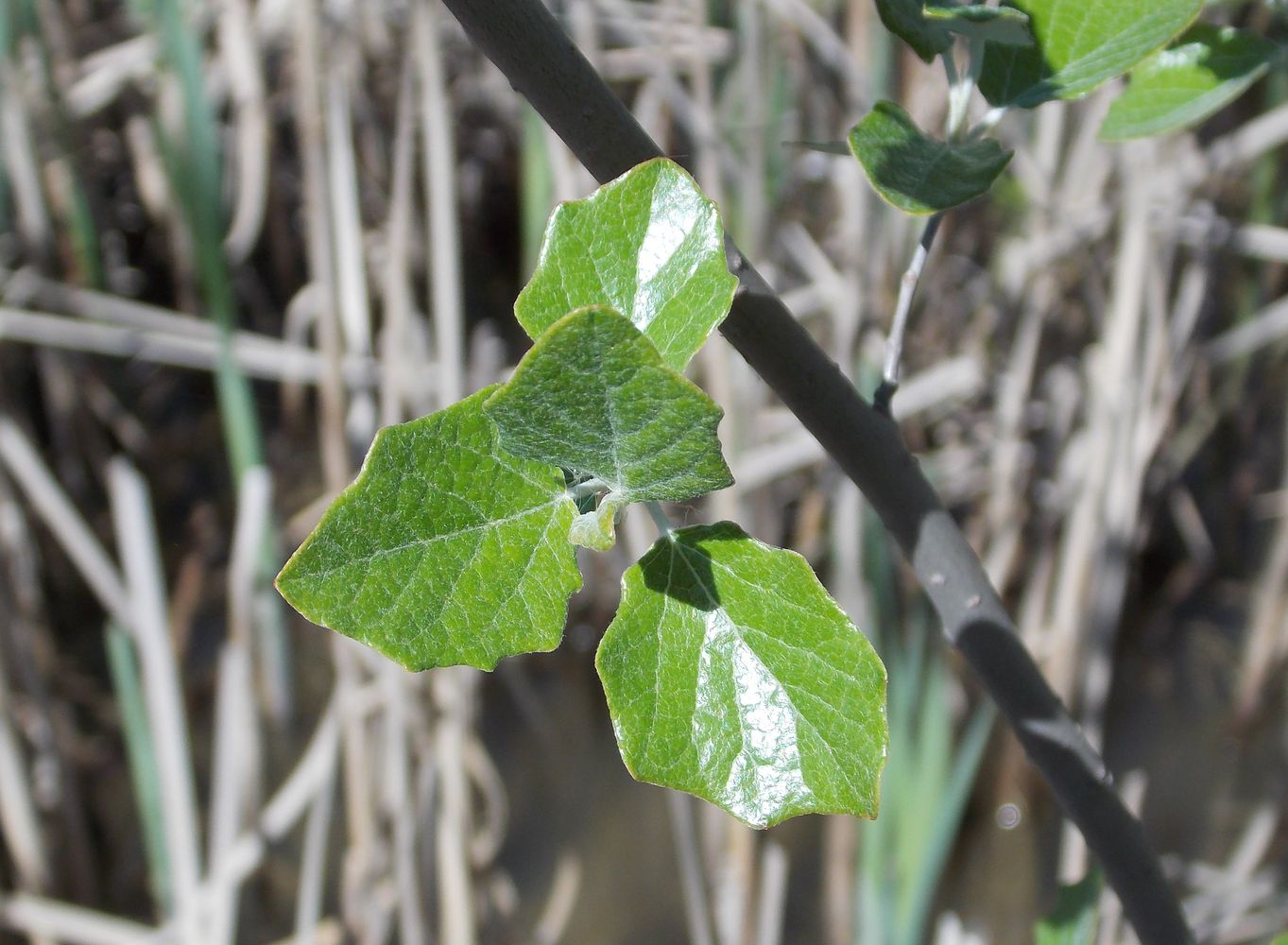 Image of Populus alba specimen.