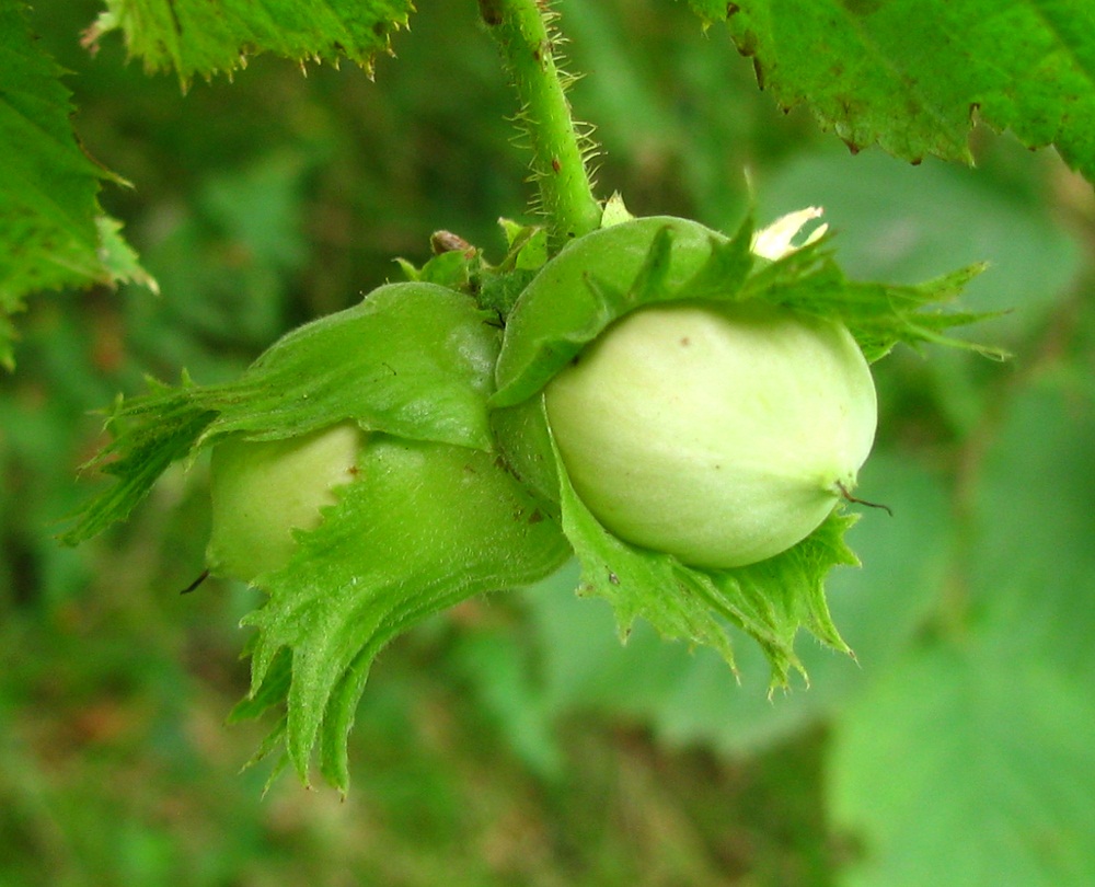 Image of Corylus avellana specimen.