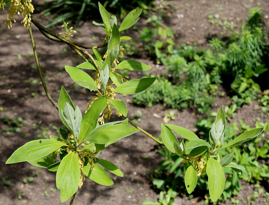 Image of Sassafras albidum specimen.