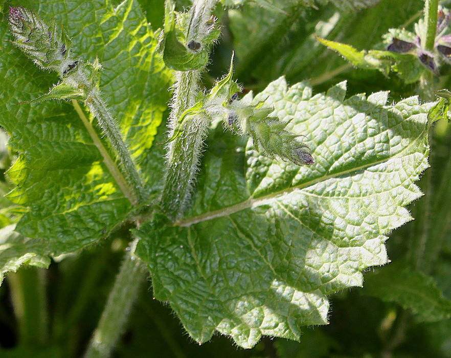 Image of Salvia pratensis specimen.