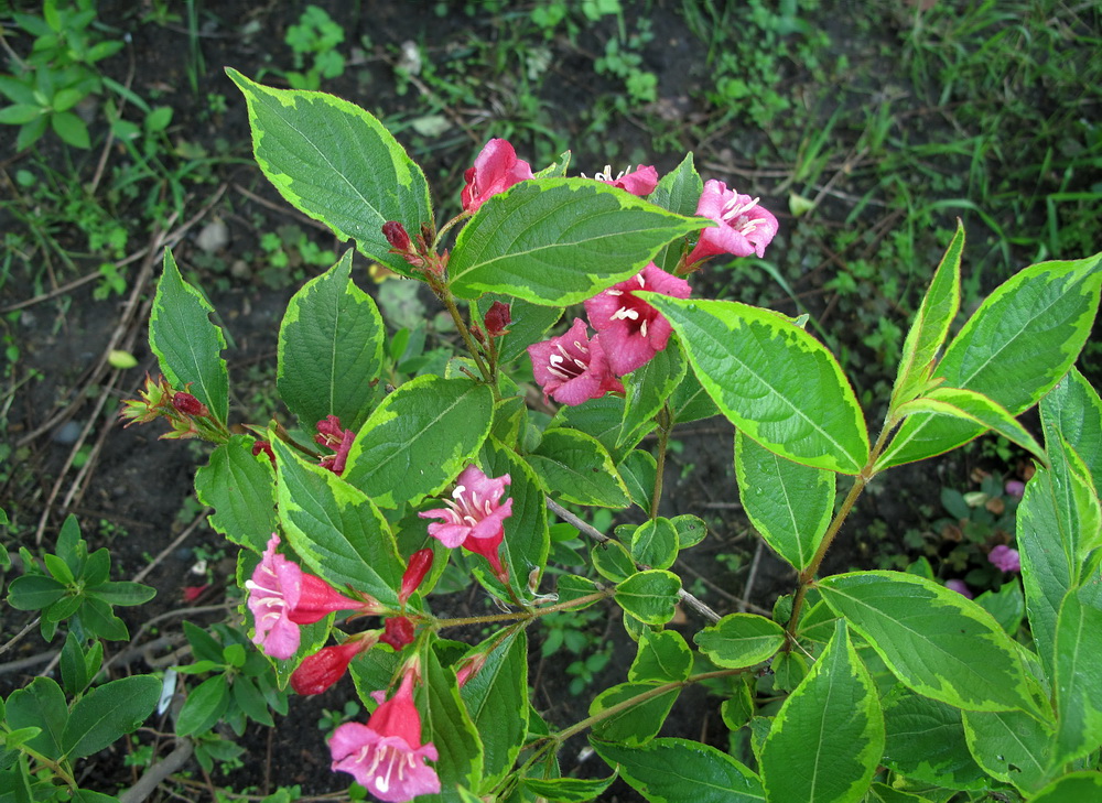 Изображение особи Weigela florida.