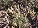 Astragalus schrenkianus