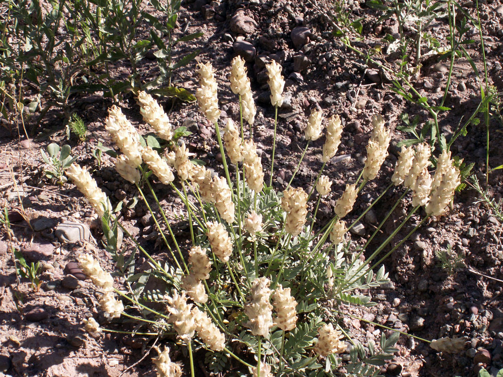 Изображение особи Astragalus schrenkianus.