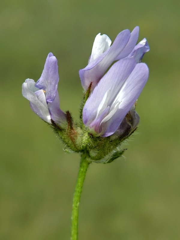 Изображение особи Astragalus agrestis.