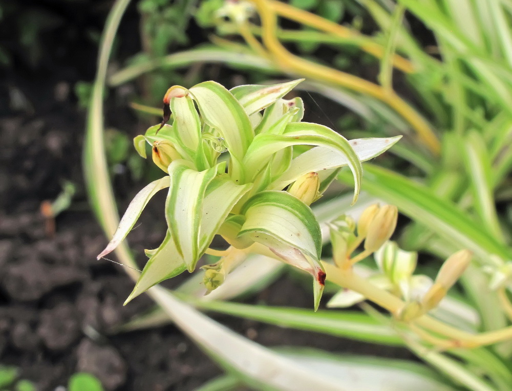 Image of Chlorophytum comosum specimen.