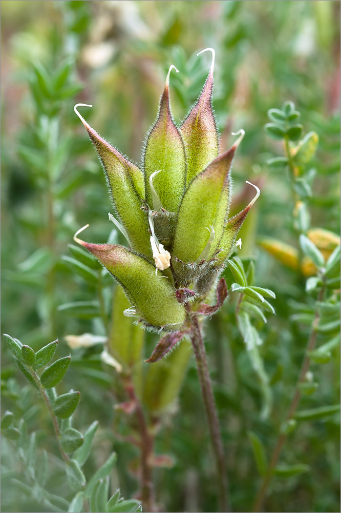 Image of Oxytropis sordida specimen.