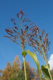 Sorghum saccharatum