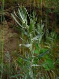 Artemisia glauca