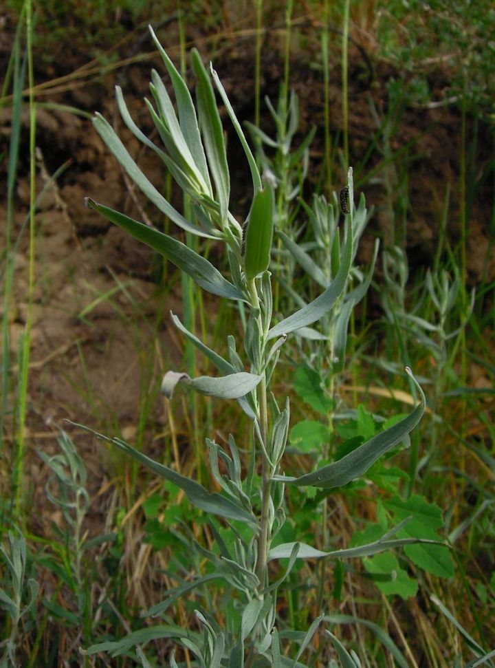 Изображение особи Artemisia glauca.