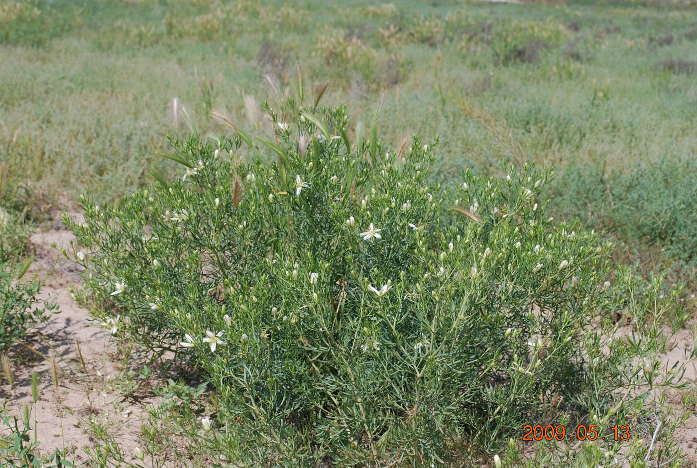 Image of Peganum harmala specimen.