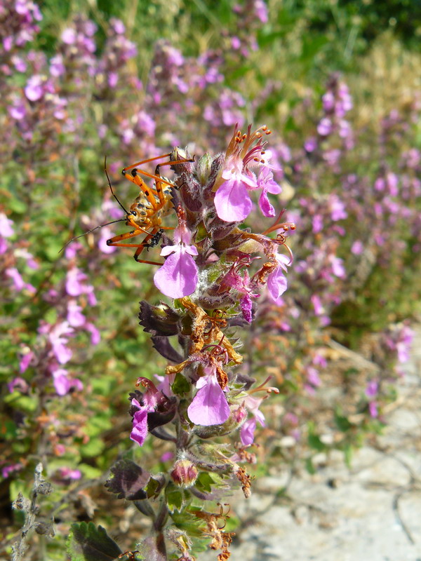 Изображение особи Teucrium chamaedrys.