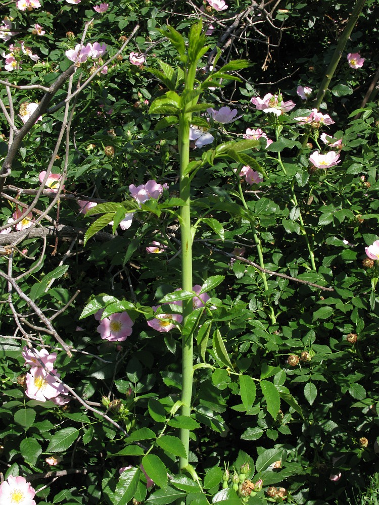 Image of genus Rosa specimen.