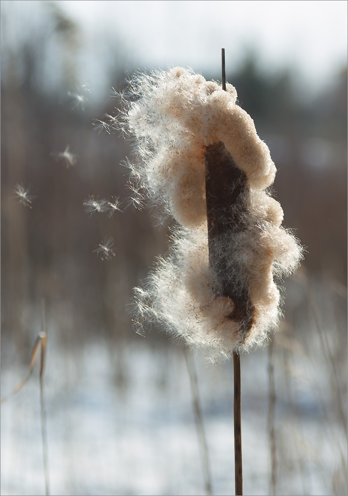 Изображение особи Typha latifolia.