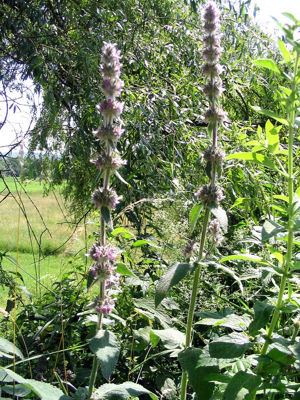 Image of Stachys germanica specimen.