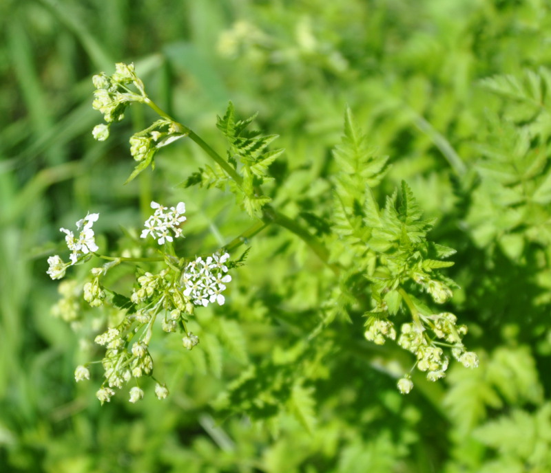 Image of familia Apiaceae specimen.