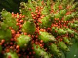 Gunnera tinctoria