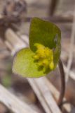 Hepatica nobilis. Плод. Санкт-Петербург, Дудергофские высоты, широколиственный лес. 27.04.2014.