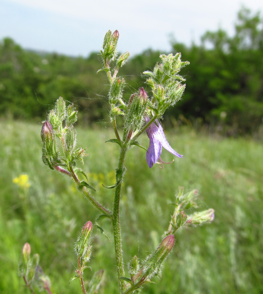 Image of Campanula sibirica specimen.