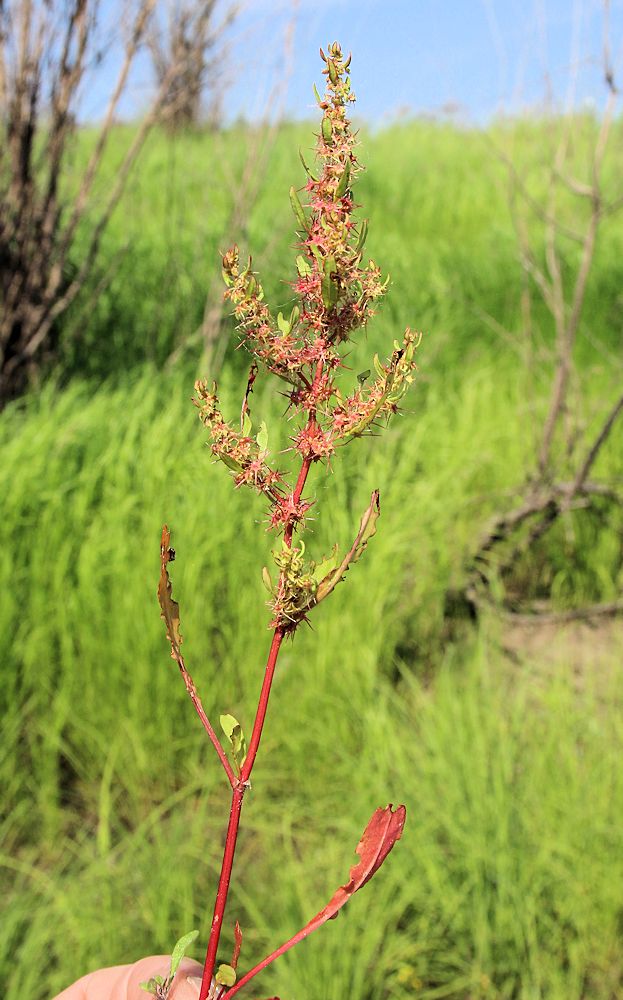 Image of Rumex amurensis specimen.