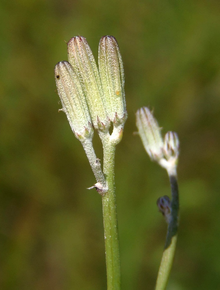 Image of genus Chondrilla specimen.