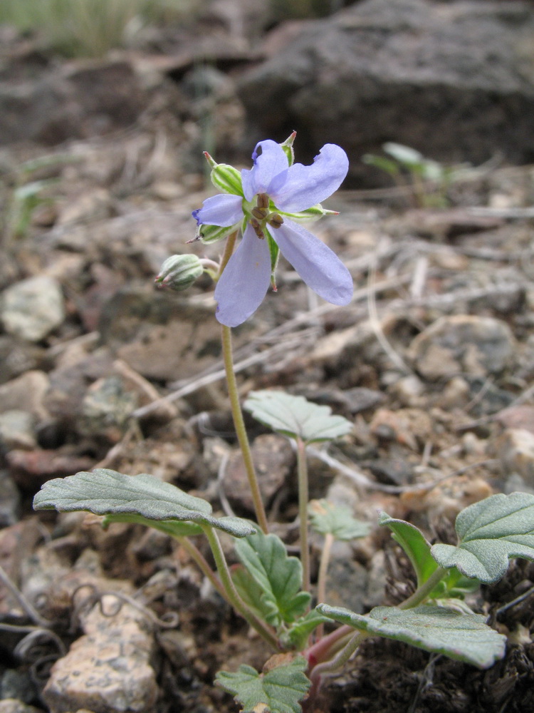 Image of Erodium oxyrhynchum specimen.