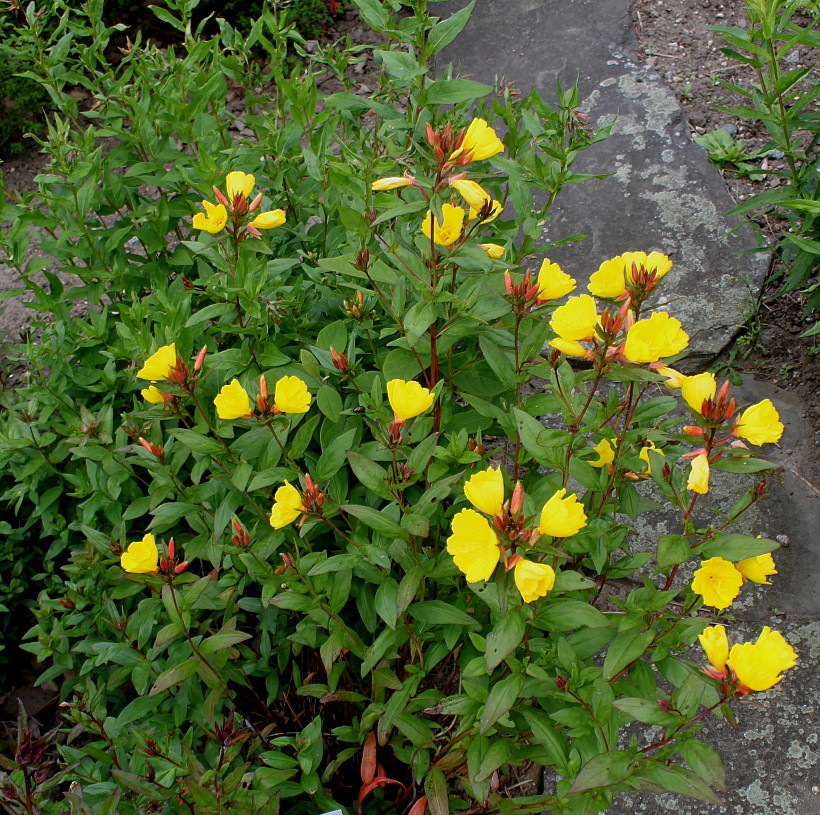 Image of Oenothera fruticosa specimen.