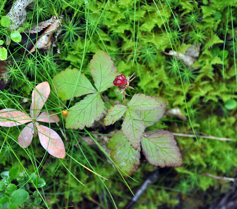 Изображение особи Rubus arcticus.