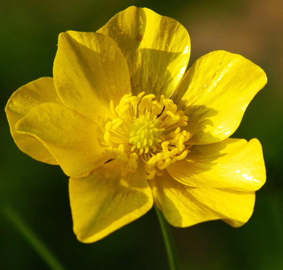 Image of genus Ranunculus specimen.