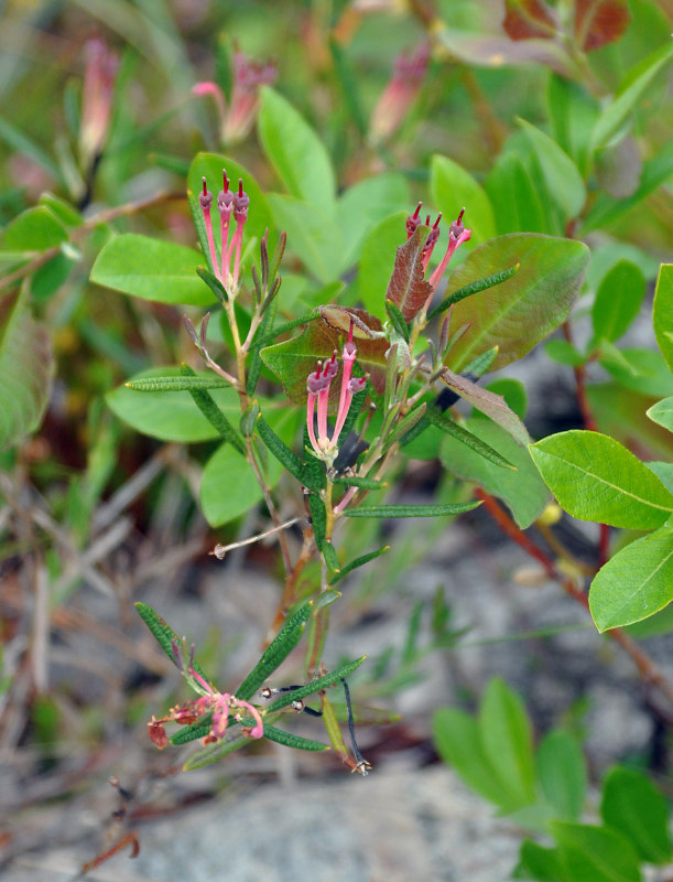 Image of Andromeda polifolia specimen.