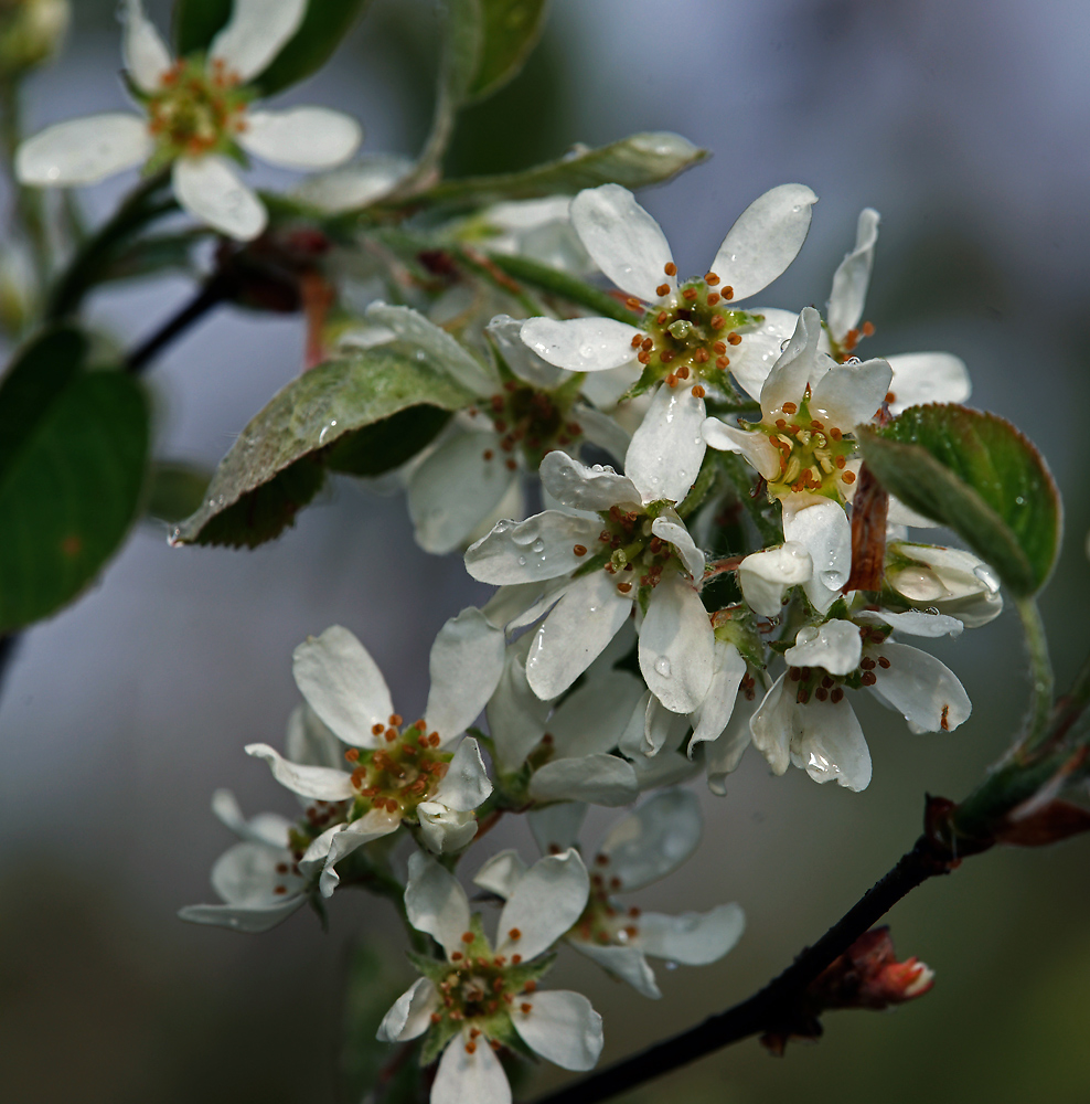 Image of Amelanchier spicata specimen.